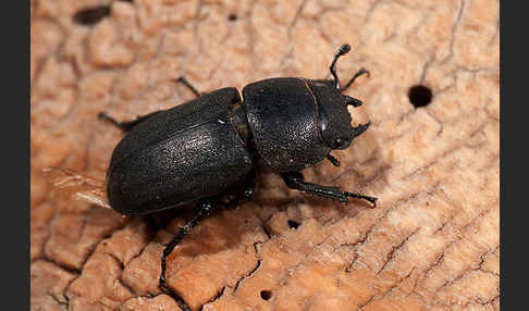 Balkenschröter (Dorcus parallelopipedus)