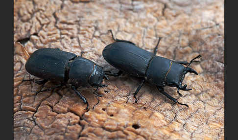 Balkenschröter (Dorcus parallelopipedus)