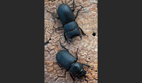 Balkenschröter (Dorcus parallelopipedus)