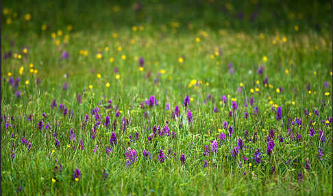 Breitblättrige Kuckucksblume (Dactylorhiza majalis)