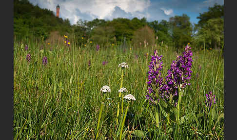 Breitblättrige Kuckucksblume (Dactylorhiza majalis)