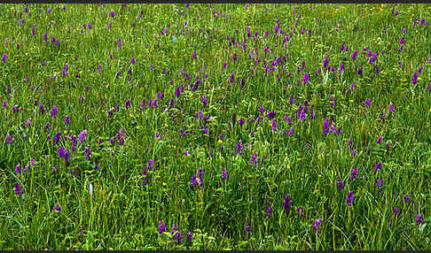 Breitblättrige Kuckucksblume (Dactylorhiza majalis)