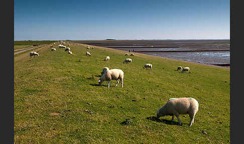 Hausschaf (Ovis gmelini aries)