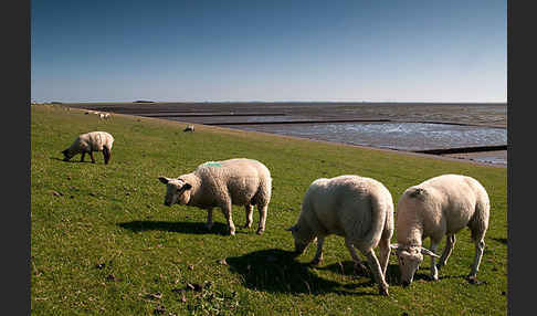 Hausschaf (Ovis gmelini aries)