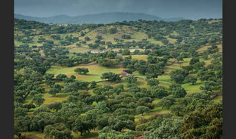 Kork-Eiche (Quercus suber)