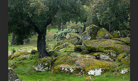 Kork-Eiche (Quercus suber)