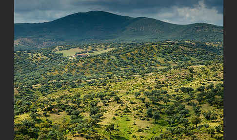 Kork-Eiche (Quercus suber)