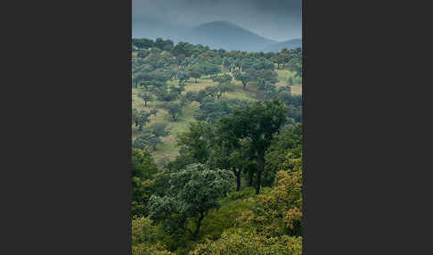 Kork-Eiche (Quercus suber)