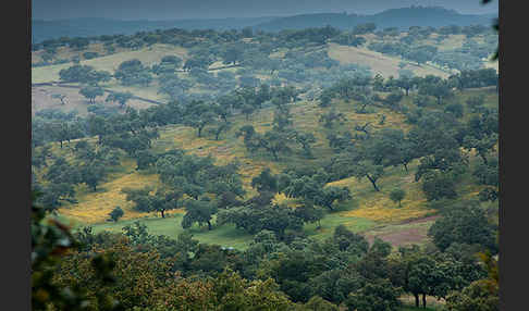 Kork-Eiche (Quercus suber)