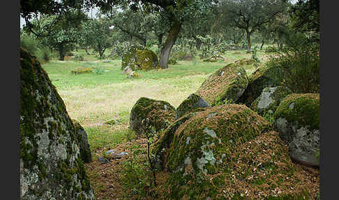 Kork-Eiche (Quercus suber)