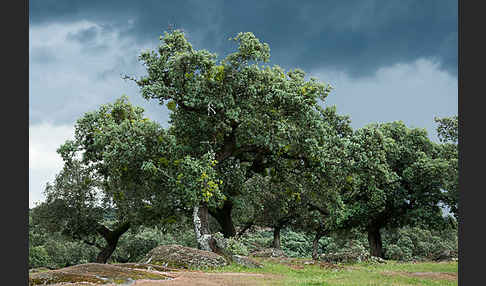 Kork-Eiche (Quercus suber)