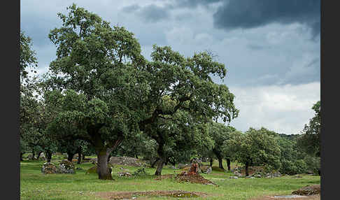 Kork-Eiche (Quercus suber)