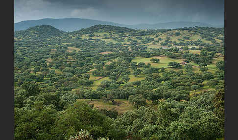 Kork-Eiche (Quercus suber)