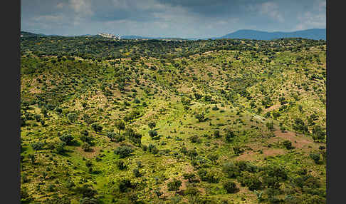 Kork-Eiche (Quercus suber)