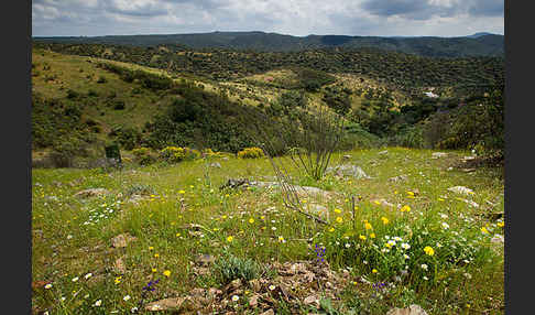 Kork-Eiche (Quercus suber)