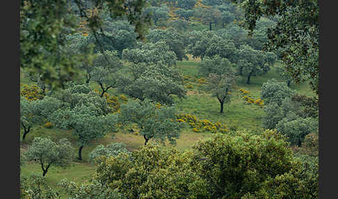 Kork-Eiche (Quercus suber)