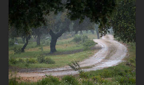 Kork-Eiche (Quercus suber)