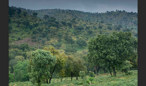 Kork-Eiche (Quercus suber)