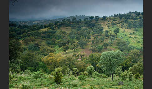 Kork-Eiche (Quercus suber)