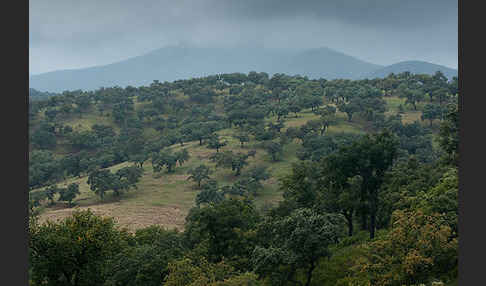 Kork-Eiche (Quercus suber)