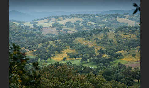 Kork-Eiche (Quercus suber)