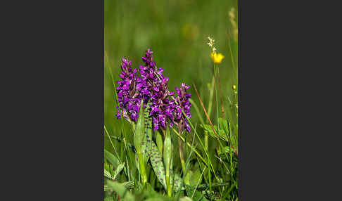 Breitblättrige Kuckucksblume (Dactylorhiza majalis)