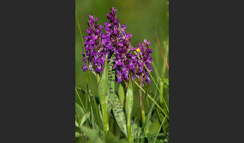 Breitblättrige Kuckucksblume (Dactylorhiza majalis)