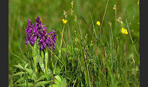 Breitblättrige Kuckucksblume (Dactylorhiza majalis)