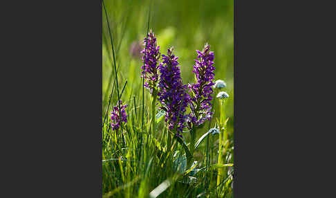 Breitblättrige Kuckucksblume (Dactylorhiza majalis)