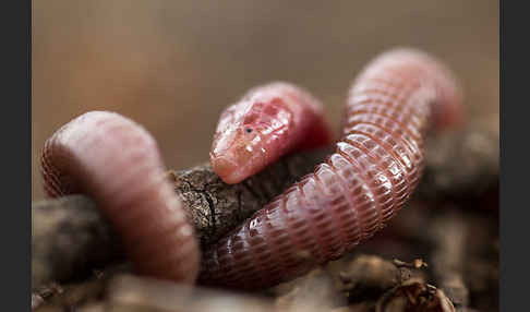 Maurische Netzwühle (Blanus cinereus)