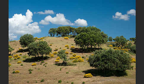 Stechginster (Ulex europaeus)