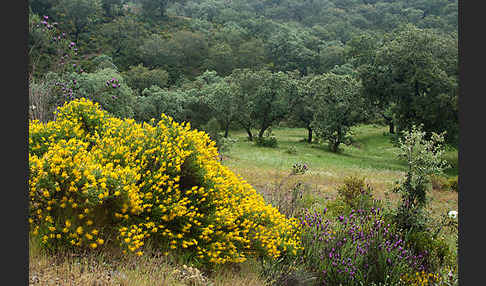 Stechginster (Ulex europaeus)