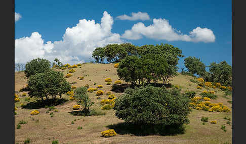 Stechginster (Ulex europaeus)