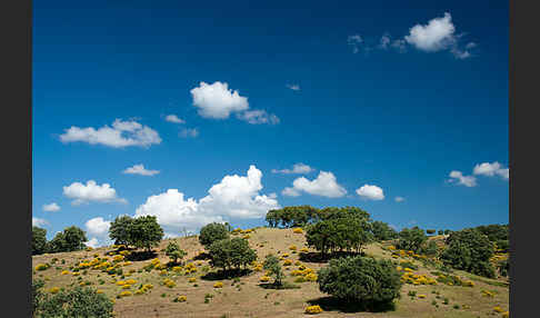 Stechginster (Ulex europaeus)