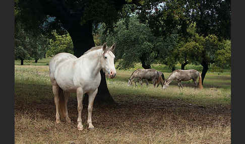 Hauspferd (Equus caballus)