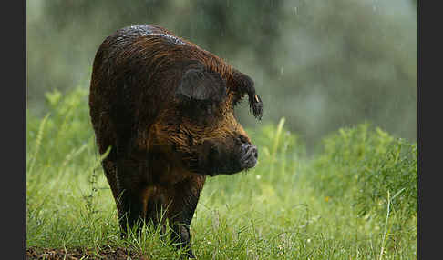 Iberisches Schwein (Cerdo Ibérico)