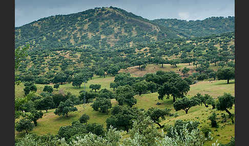 Steineiche (Quercus ilex)