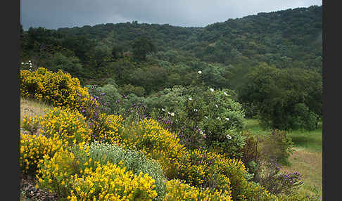 Stechginster (Ulex europaeus)