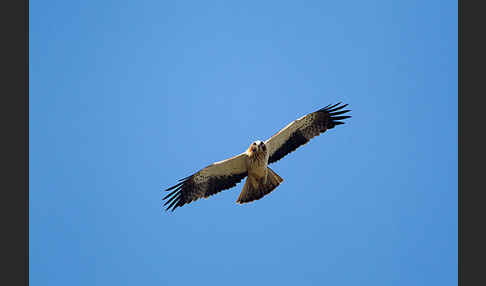 Zwergadler (Aquila pennata)