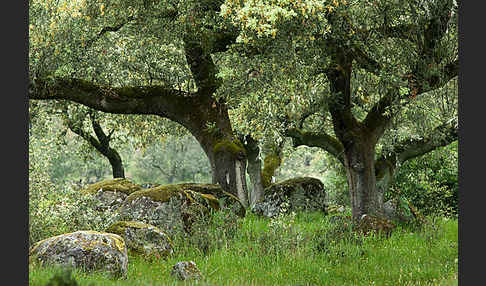 Steineiche (Quercus ilex)