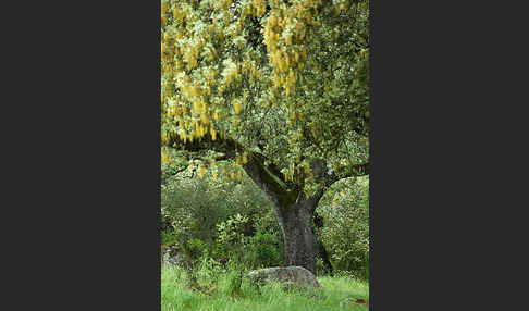 Steineiche (Quercus ilex)