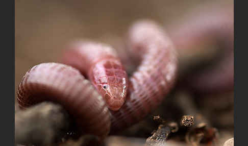 Maurische Netzwühle (Blanus cinereus)