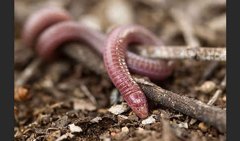 Maurische Netzwühle (Blanus cinereus)