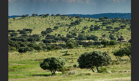 Steineiche (Quercus ilex)