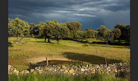 Steineiche (Quercus ilex)