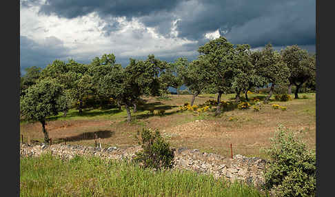 Steineiche (Quercus ilex)