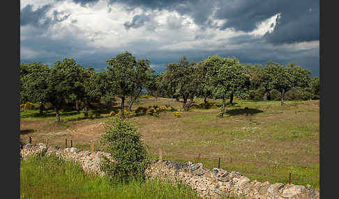 Steineiche (Quercus ilex)