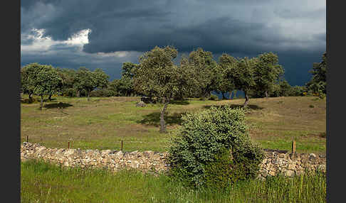 Steineiche (Quercus ilex)