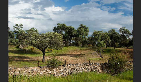 Steineiche (Quercus ilex)