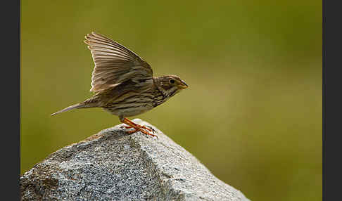 Grauammer (Miliaria calandra)